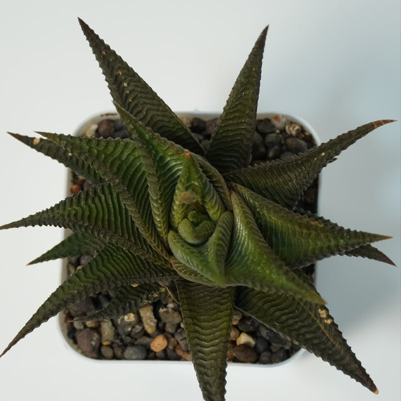 Haworthia limifolia green- succulent indoor_air plant