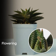 Haworthia limifolia green- succulent indoor_air plant