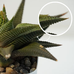 Haworthia limifolia green- succulent indoor_air plant