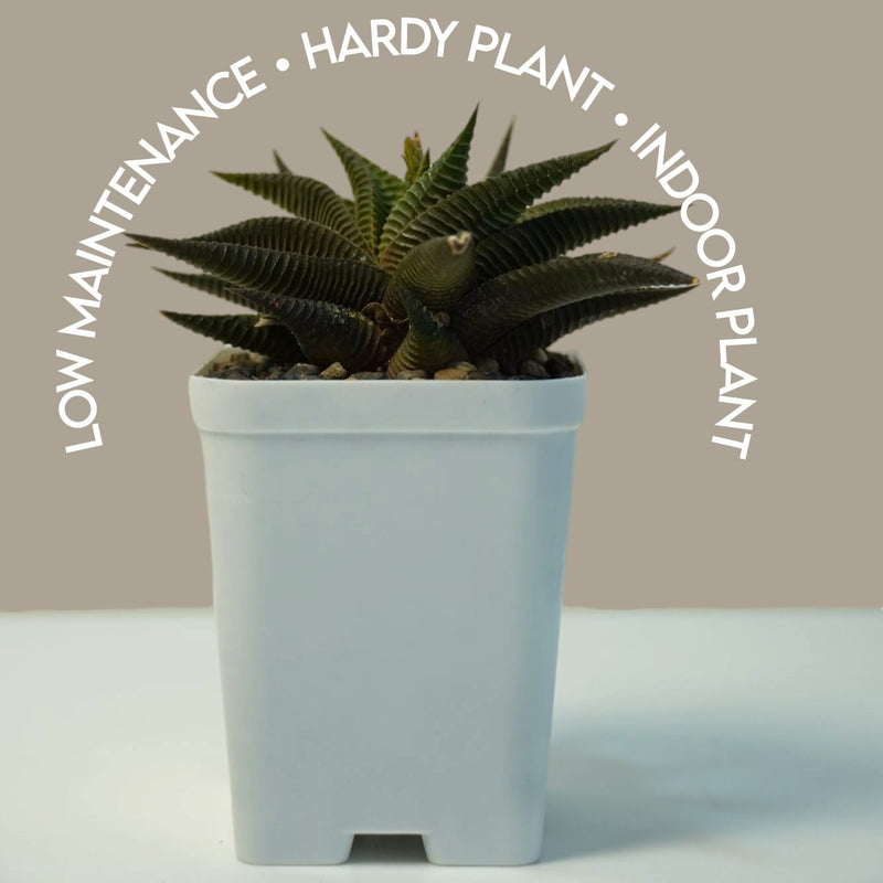 Haworthia limifolia green- succulent indoor_air plant