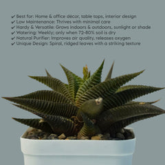 Haworthia limifolia green- succulent indoor_air plant