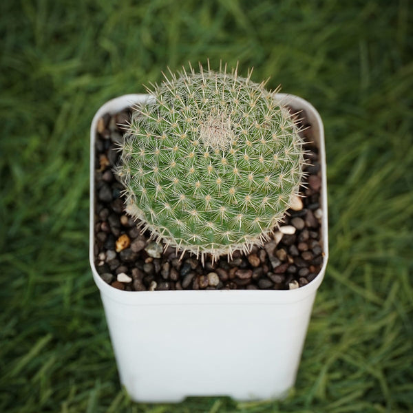 Mammillaria hahniana small cactus plant mini cactus