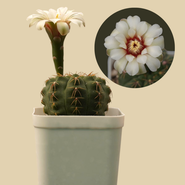 Gymnocalycium quhilianum G.q667_flowering_Cactus