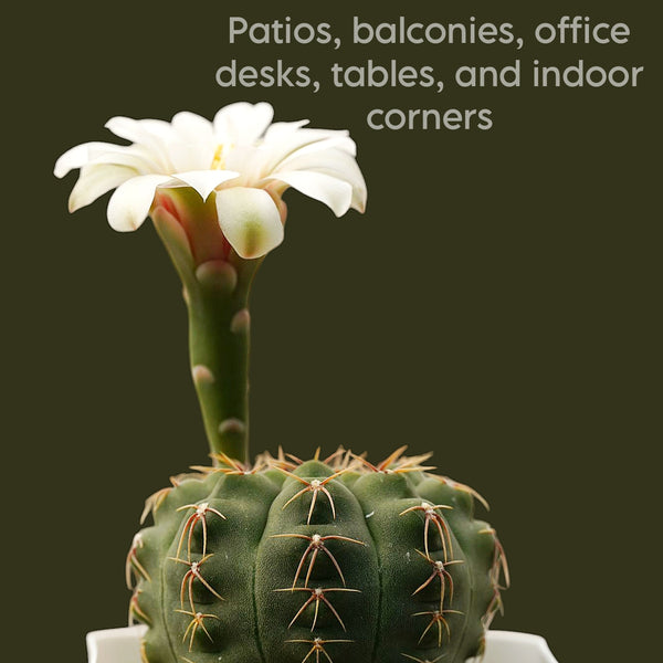 Gymnocalycium quhilianum G.q667_flowering_Cactus