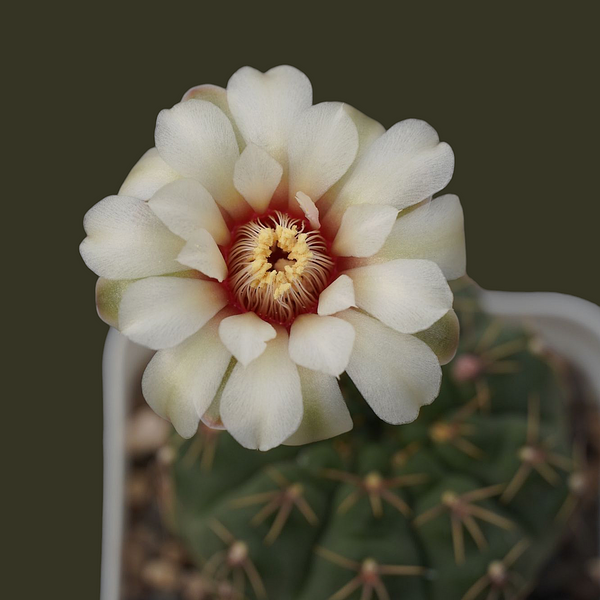 Gymnocalycium quhilianum G.q667_flowering_Cactus