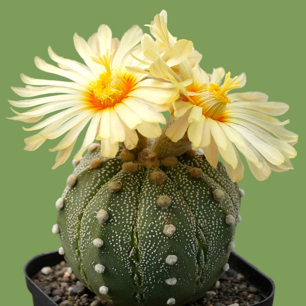 Astrophytum asterias