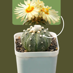 Astrophytum asterias