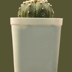 Astrophytum asterias