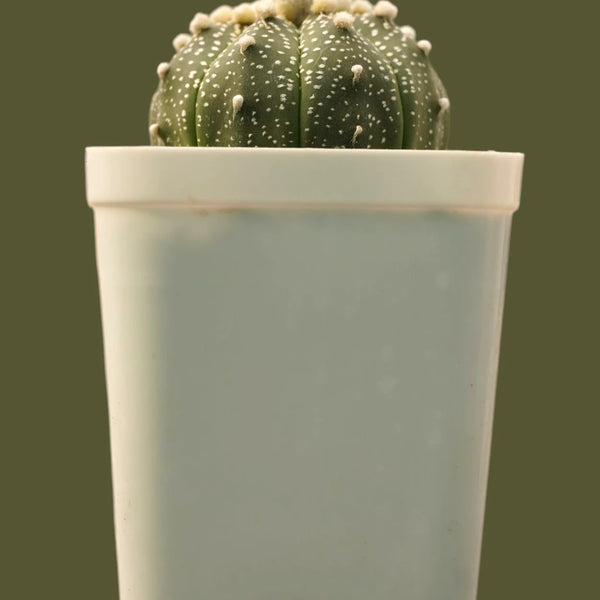 Astrophytum asterias
