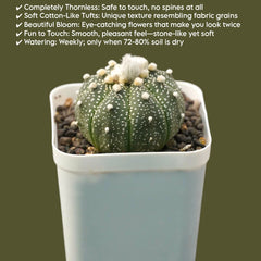 Astrophytum asterias