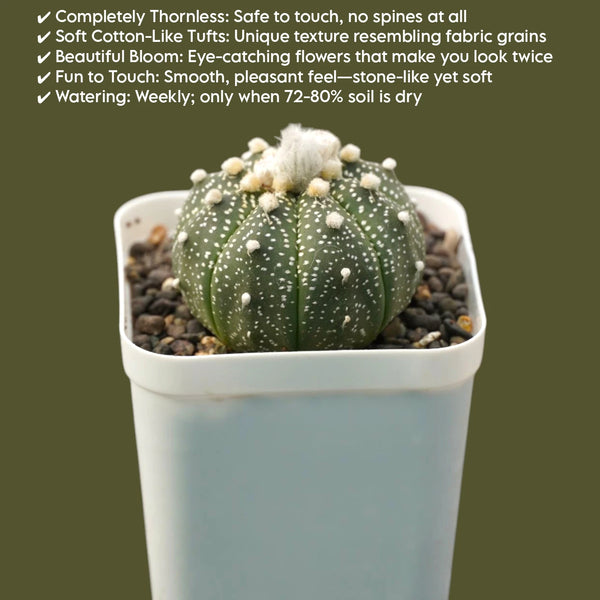Astrophytum asterias