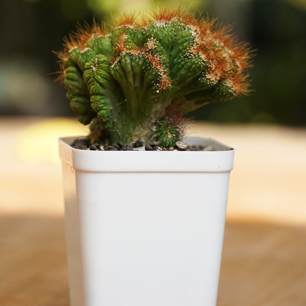 Cereus repandus Petra_gift plant_indoor outdoor plant_succulents plants