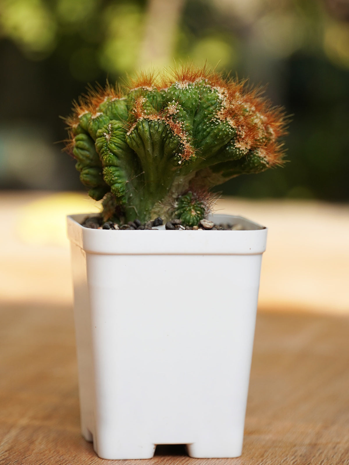 Combo of 4 Cactus Rare Plants – Samarth Cactus Nursery