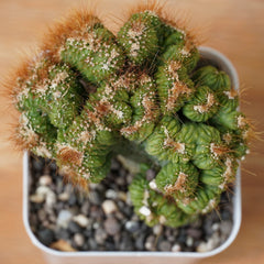 Cereus repandus