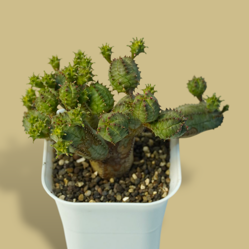 Euphorbia obesa hybrid_succulent plants-indoor plant