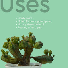 Euphorbia obesa hybrid