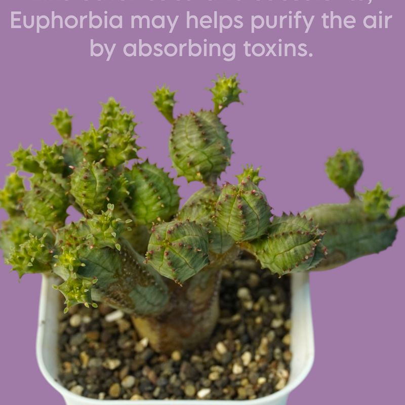 Euphorbia obesa hybrid