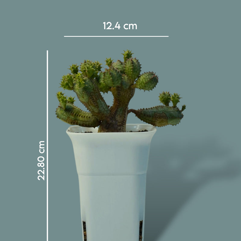 Euphorbia obesa hybrid