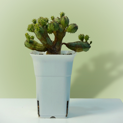 Euphorbia obesa hybrid