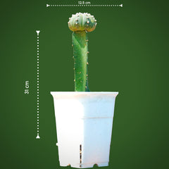 Astrophytum Asterius cv ooibo (moon cactus)