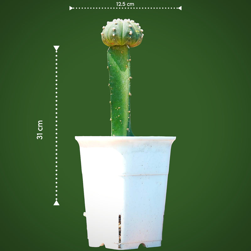 Astrophytum Asterius cv ooibo (moon cactus)