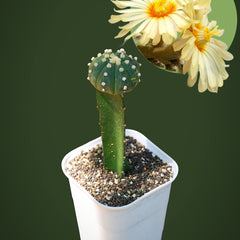 Astrophytum Asterius cv ooibo (moon cactus)