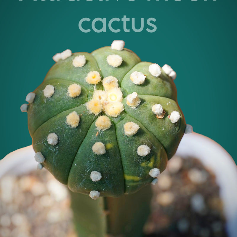 Astrophytum Asterius cv ooibo (moon cactus)