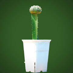 Astrophytum Asterius cv ooibo (moon cactus)