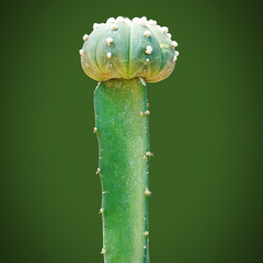 Astrophytum Asterius cv ooibo (moon cactus)