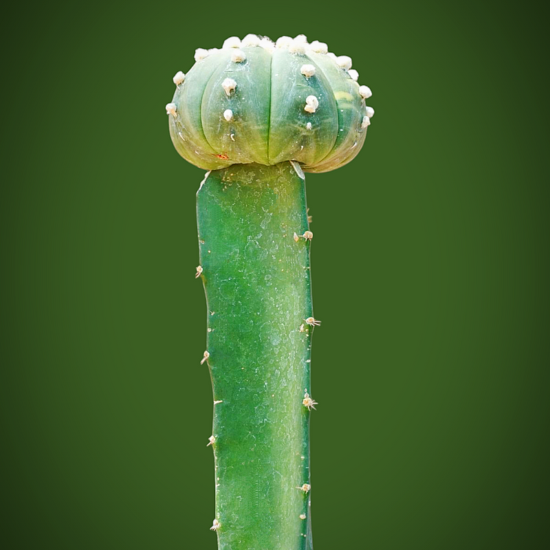 Astrophytum Asterius cv ooibo (moon cactus)