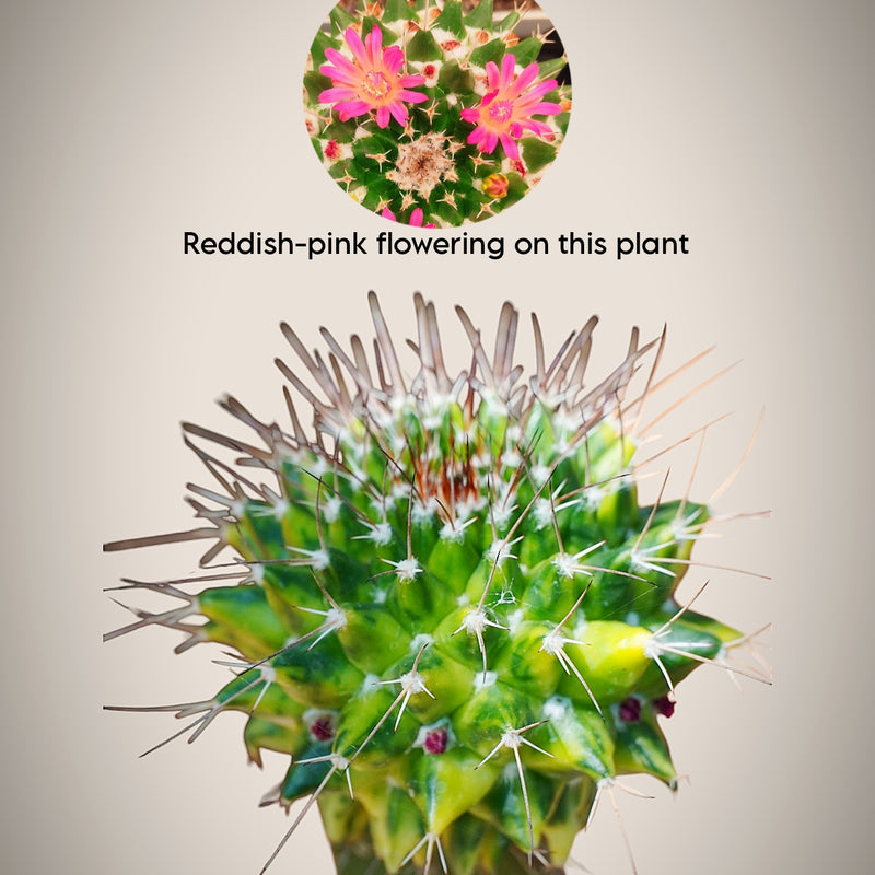 Mammillaria compressa variegated_moon cactus 6_INCHS_N_SQUARE_POT WITHOUT_POT