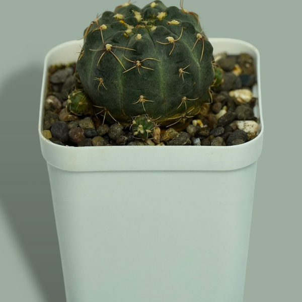 Gymnocalycium robustum x bruchii