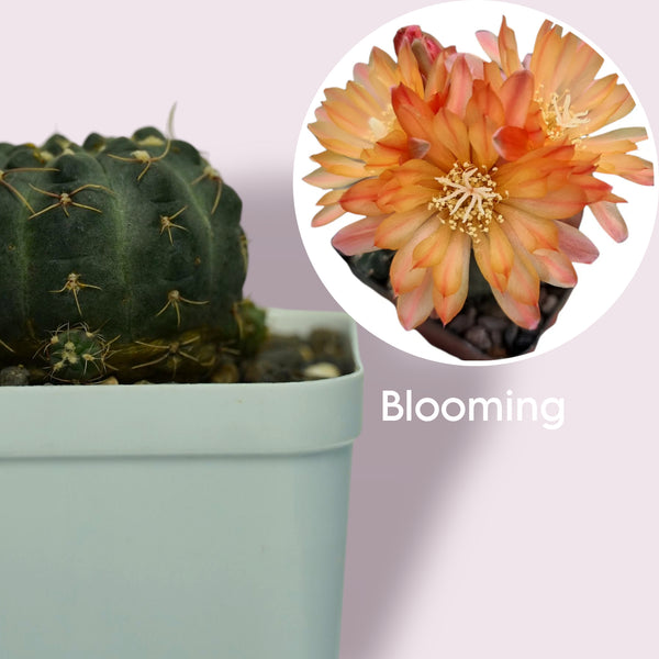 Gymnocalycium robustum x bruchii