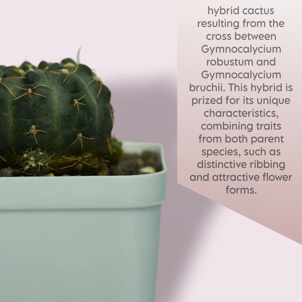 Gymnocalycium robustum x bruchii