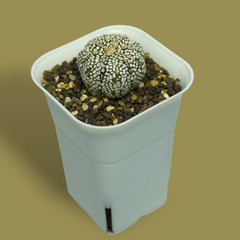 Astrophytum super kabuto-star cactus