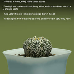 Astrophytum super kabuto-star cactus