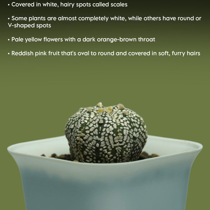 Astrophytum super kabuto-star cactus