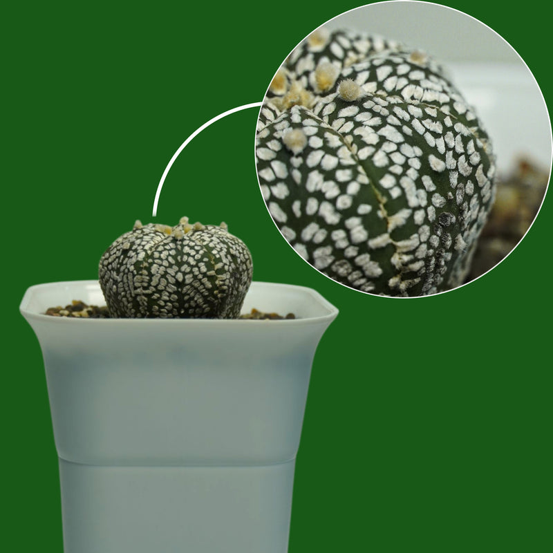 Astrophytum super kabuto-star cactus