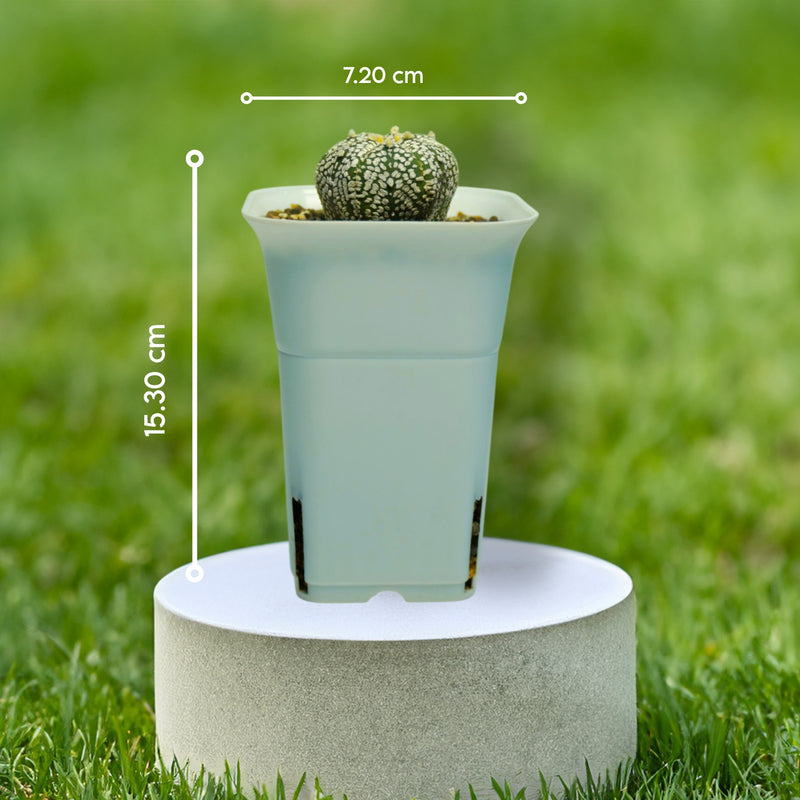 Astrophytum super kabuto-star cactus