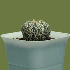 Astrophytum super kabuto-star cactus