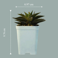 Haworthia limifolia green- succulent indoor_air plant