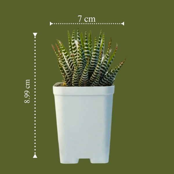 Haworthia zebra