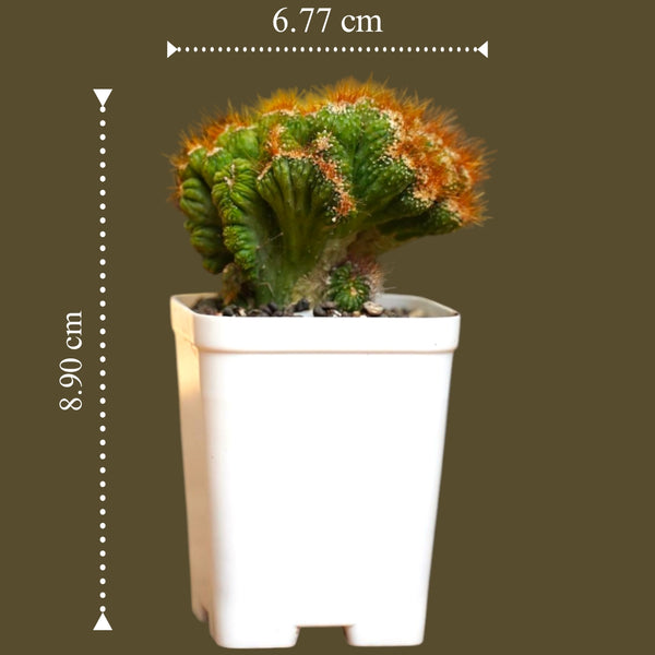 Cereus repandus Petra_gift plant_indoor outdoor plant_succulents plants