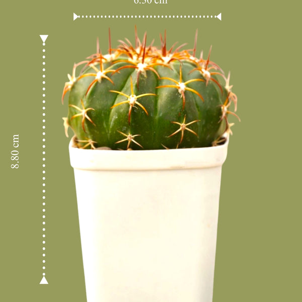 Melocactus red cap-desert plant cactus