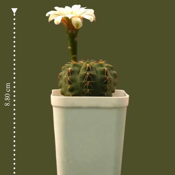 Gymnocalycium quhilianum G.q667_flowering_Cactus