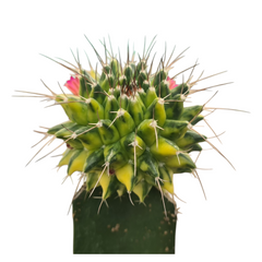 Mammillaria compressa variegated_moon cactus