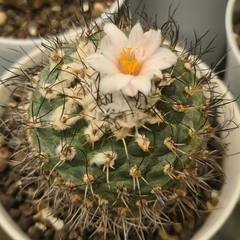 Turbinicarpus schmiedickeanus subs. gracilis