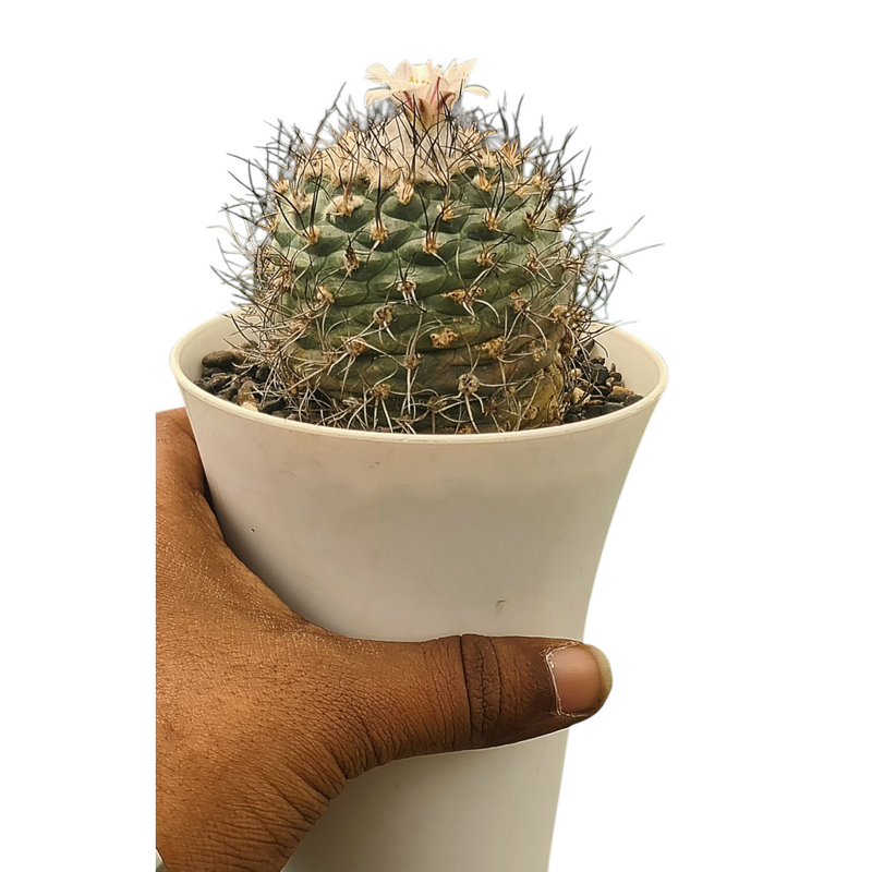 Turbinicarpus schmiedickeanus subs. gracilis