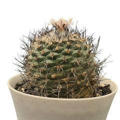 Turbinicarpus schmiedickeanus subs. gracilis