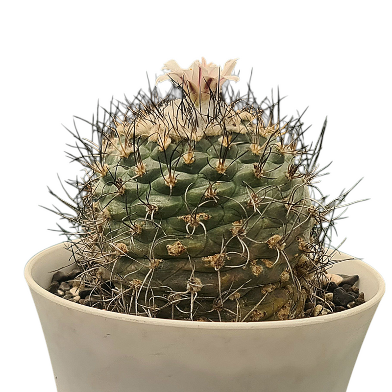 Turbinicarpus schmiedickeanus subs. gracilis